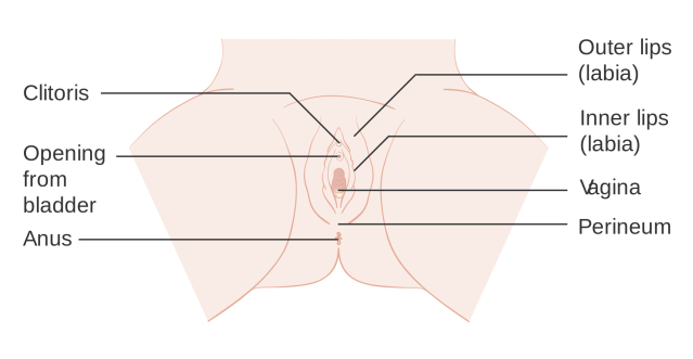 2000px-Diagram_showing_the_anatomy_of_the_vulva_CRUK_285.svg